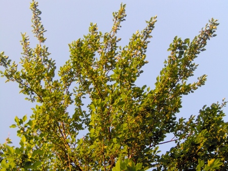 Spring is here! - spring, tree, leaves, blooming