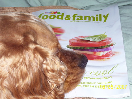 casey, the reading dog - cocker spaniel, dogs, reading