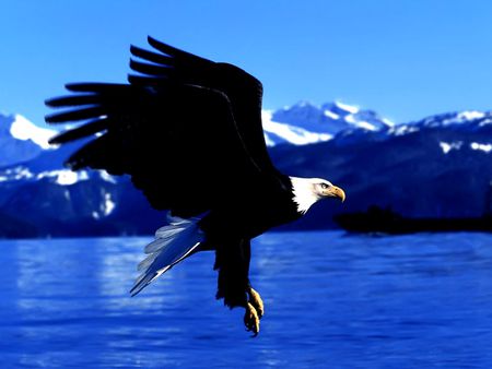 Bald Eagle  - beauty, animals, water, mountains, flying, lakes, eagle, earth, birds