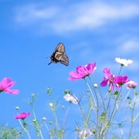 	from flower to flower