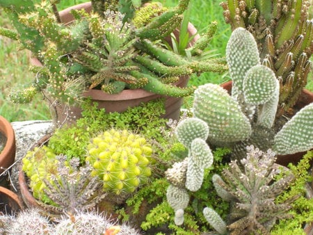 A potted cactus plant in a garden. - cactus, miniature, landscape plants, plotted plant