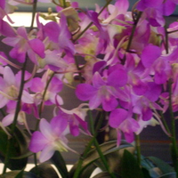 An adorable orchids excellent for all occasions.