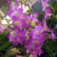 Orchid flowers for all occasions