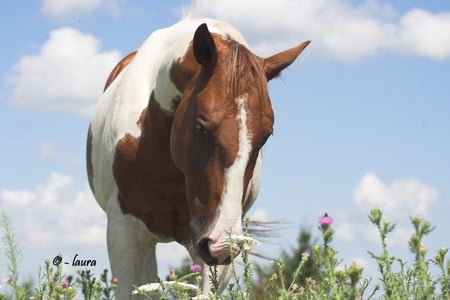 Stop and smell the flowers - paint, flowers, horse