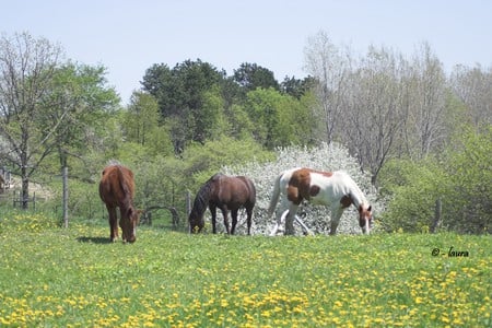 Three Horses in springtime - spring, paint, horses, morgan