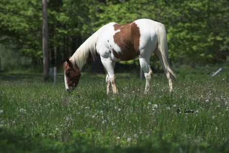 Paint Horse Grazing - paint, horse