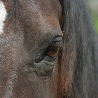 Morgan eye