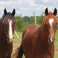 Morgan mare and Arabian gelding