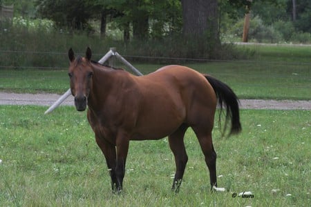 Quarter Horse mare - horse, mare, quarter horse