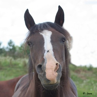 Morgan horse mare with a fly