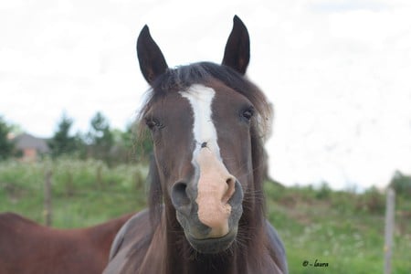 Morgan horse mare with a fly - horse, morgan, fly