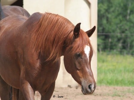 Arabian gelding - arabian, horse