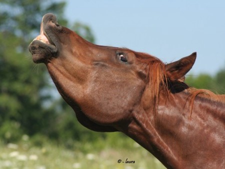 Arabian gelding - arabian, horse