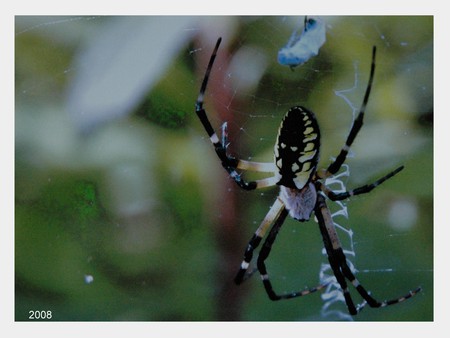 maine wood spider - sweet, food, web, wood spider