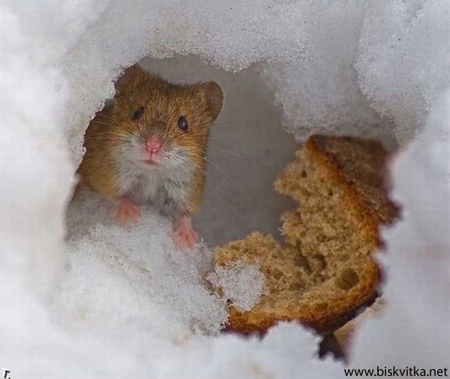 hungry mouse - bread, mouse, snow