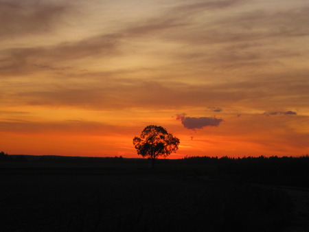 Sunset - sky, sun, orange, tree, sunset