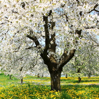 Spring  -  Fruehling