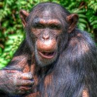 Chimpanzee at The Zoo