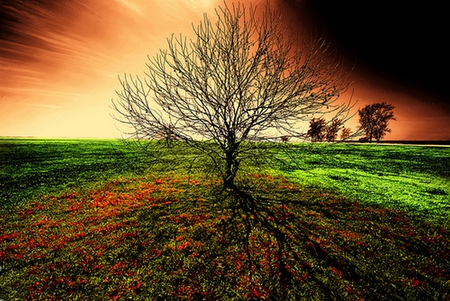 THE BALD TREE - sky, digital, orange, tree, color