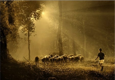 ON GUARD DUTY - guard, morning, trees, boy, sunrays, sheeps