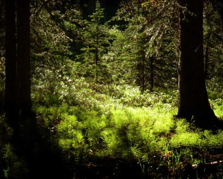 ENCHANTED FOREST - fern, flowers, trees, jungle, sunshine, green