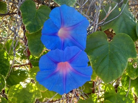 Morning Glory - glory, summer, blue, morning, flower, leaves