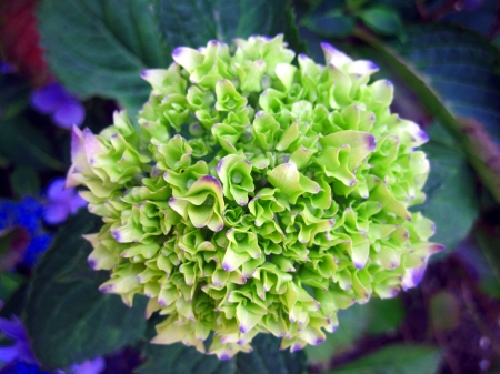 Hydrangea - flowers, nature, summer, garden, green, photography, flower