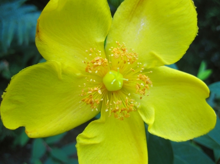 Flower - summer, garden, flower, beautiful, flowers, lovely, photography, nature