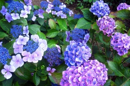 Hydrangea - flowers, nature, summer, blue, garden, photography, flower