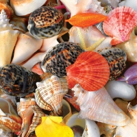 Seashells