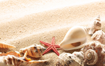 Seashells - starfish, seashells, beach, sand