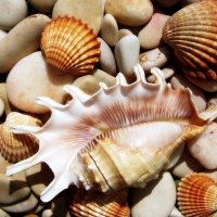 Seashells