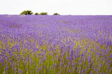 ~A Lovely Lavender Field~