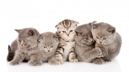 Kittens. - little, kittens, five, posing