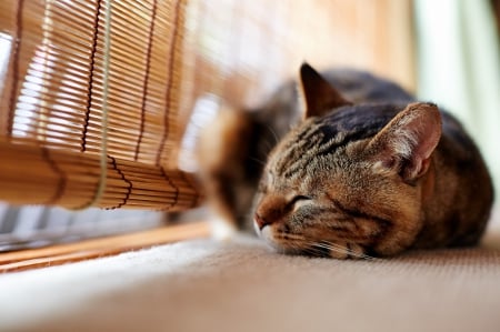 Cat - sleeping, cat face, hat, cat, kitty, animals, lovely, kitten, paws, face, pretty, cats, beautiful, cute