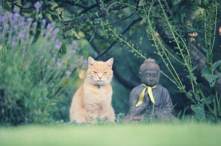 Cat - sleeping, cat face, hat, cat, kitty, animals, lovely, kitten, paws, face, pretty, cats, beautiful, cute