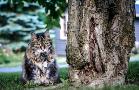 Cat - sleeping, cat face, hat, cat, kitty, animals, lovely, kitten, paws, face, pretty, cats, beautiful, cute