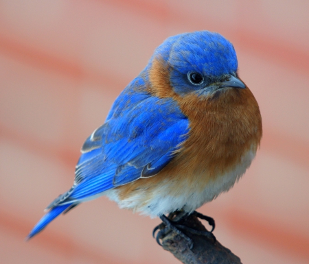 Blue bird - brown, females, blue, males