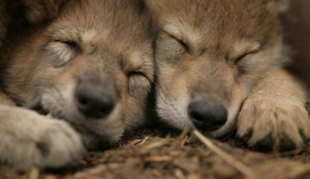 Mexican grey wolves(cubs)