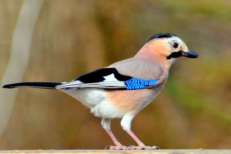 Eurasian Jay - to, looks, right, stands