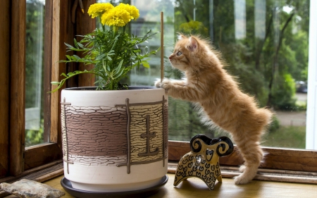 Kitten - flower, pot, animal, cute, cat, yellow, kitten, orange, ginger, green