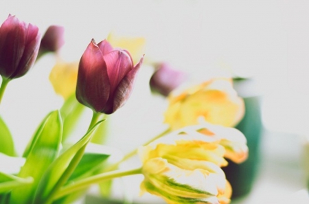 Tulips - flowers, tulips, beautiful, soft, colors, bouquet