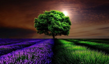 Colors - purple color, beautiful, splendor, landscape, lush lawn, tree, nature, lavander, green color, field, two colors