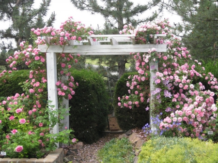 Pink Rose Garden Trelis - nature, pink roses, trelis, flowers, garden