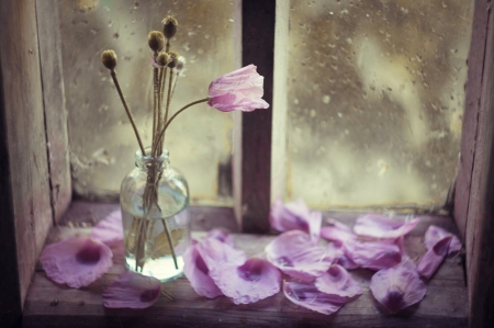 Petals - beautiful, window, soft purple pastel, flower, petals, tulip, still life, softness