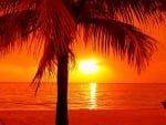 Tropical Summer Sunset