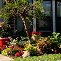 Beautiful Summer Flowers