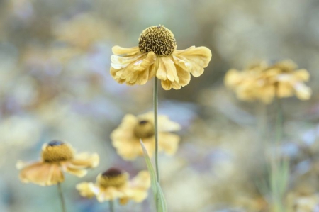 Flowers - nature, flowers, yellow, beautiful