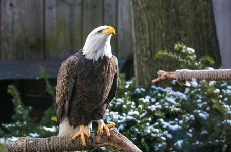 American Eagle - wildlife, bald eagle, majestic, raptor