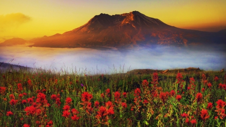 Breathtaking Nature - flowers, fog, mist, sunset